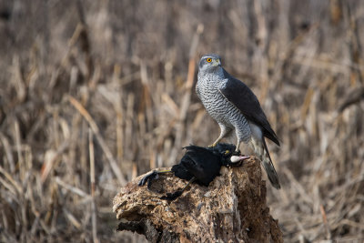 Goshawk-CASCINA SPINOLA