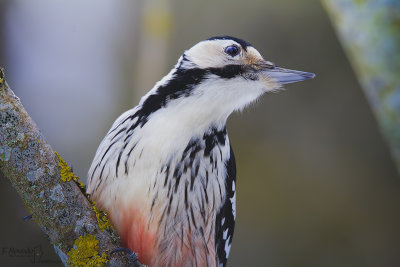White-backed Woodpecker-WILD LATVIA