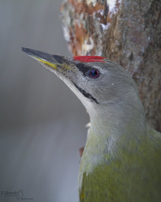 Grey-head Woodpecker