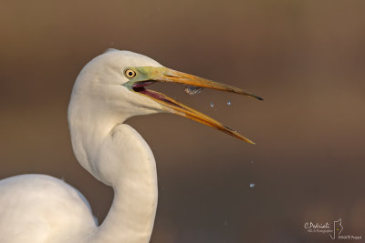 Great Egret-ARGENTA