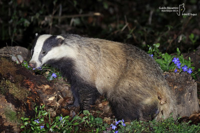 European Badger-LA MANDRIA