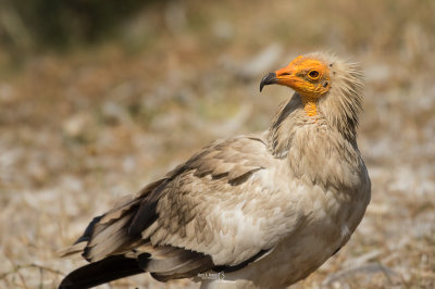 Egyptian Vulture-LAS VINAS