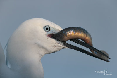 Little egret-CASCINA SPINOLA