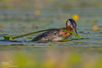 Red-nacked Grebe