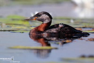 Red-nacked Grebe
