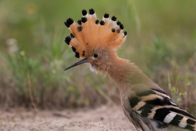 Hoopoe