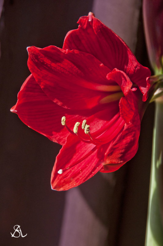 My Christmas Amaryllis Finally bloomed 