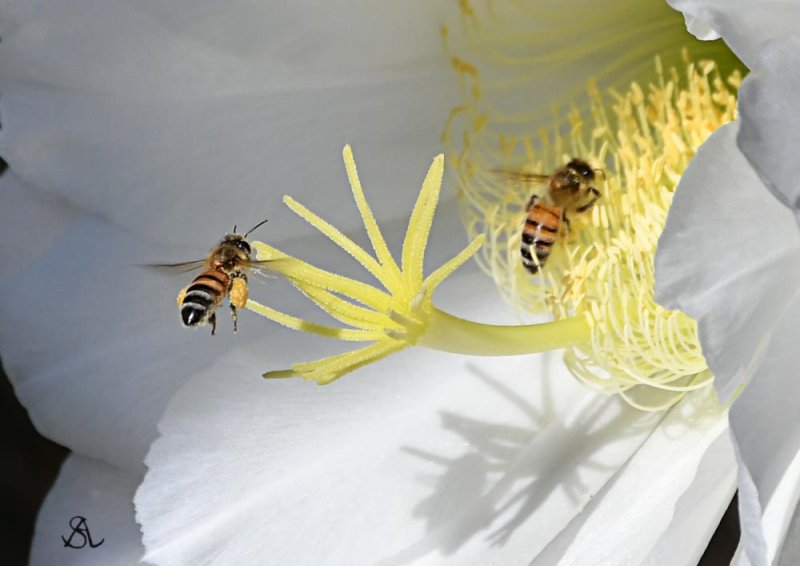 Desert Bees