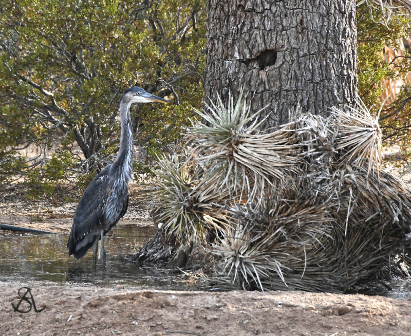 Great Blue Haron.