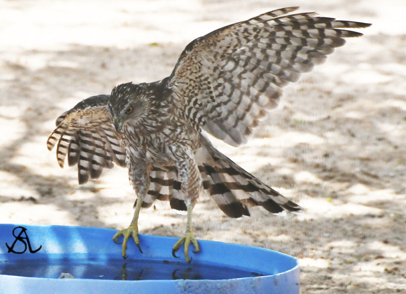 Hawk