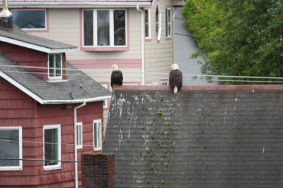 Ketchikan. After walking around town, we went on a nature cruise.