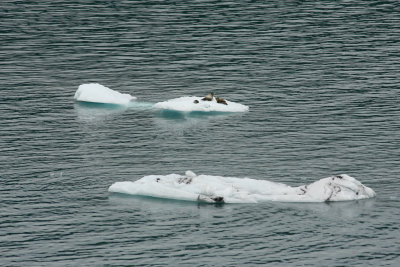College Fjord. After a night on the open ocean (a bit rolly) we viewed more glaciers and critters.