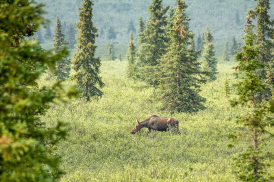 Denali National Park. We did a short guided tour of a small corner of the park.