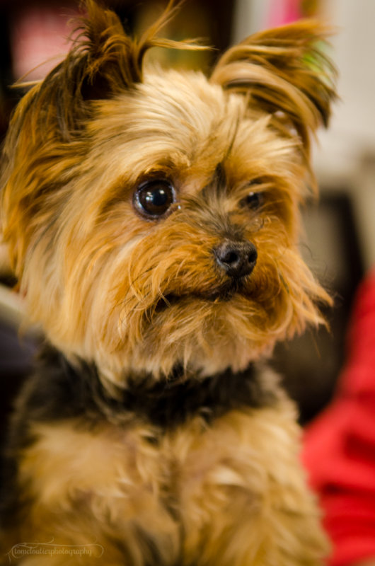 Bella-July13-11.JPG