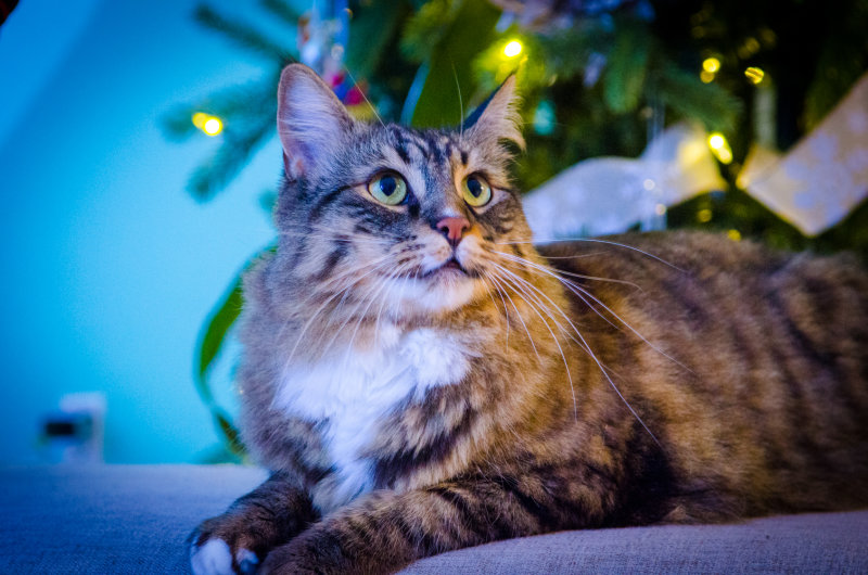 N&B_Christmas_2020-19.JPG