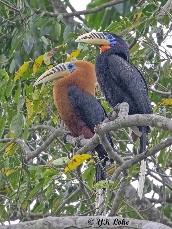 A pair of Rufous-necked Hornbill, Acerous nipalensis. 