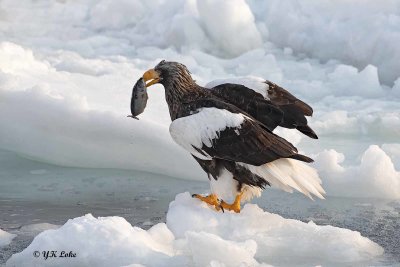 Steller's Sea Eagle, Haliaeetus pelagicus. With Fish In Mouth.