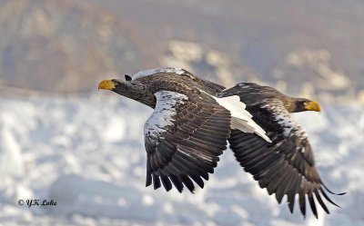 Steller's Sea Eagle, Haliaeetus pelagicus.