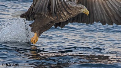 White-tailed Sea Eagle, Haliaeetus albicilla.