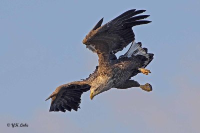 White-tailed Sea Eagle, Haliaeetus albiculla.