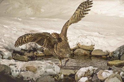 Blakiston's Fish Owl, Bubo blakistoni.