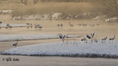 Red-Crowned Cranes in the Winter Mist