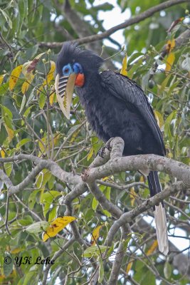Rufous-necked Hornbill, Female, cerous nipalensis.A