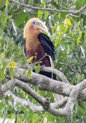 Rufous-necked Hornbill, Male, Acerous nipalensis.