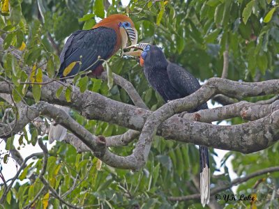 Rufous-necked Hornbill, Acerous nipalensis. 