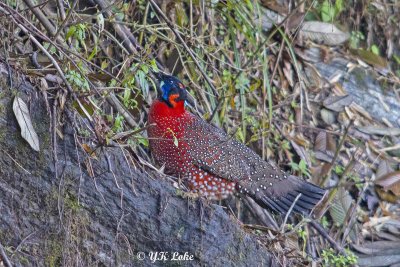 Satyr Tragopan, Tragopan satyra