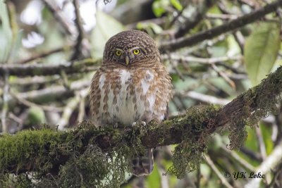 Collared Owlet, Glaucidium brodiei