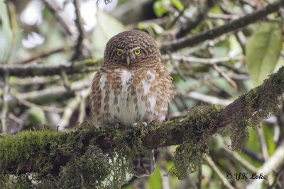 Collared Owlet, Glaucidium brodiei 