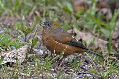 Golden-naped Finch,Female, Pyrrhoplectes epauletta.