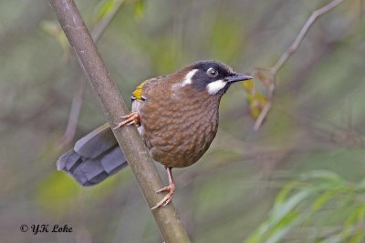 Black-faced Laughingthrush, Trochalopteron affine