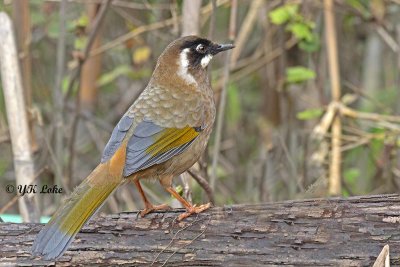 Black-faced Laughingthrush, Trochalopteron affine
