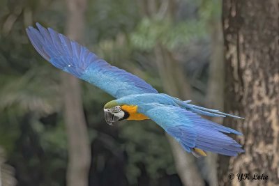 Blue-and-Yellow Macaw (Ara ararauna)