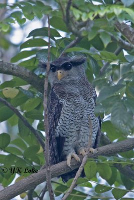 Barred Eagle Owl (Bubo sumatranus)