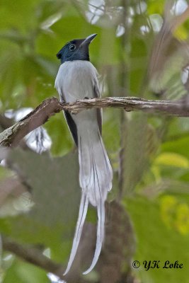 Asian Paradise Flycatcher, Male (White Morph). Terpsipbone paradisei. 