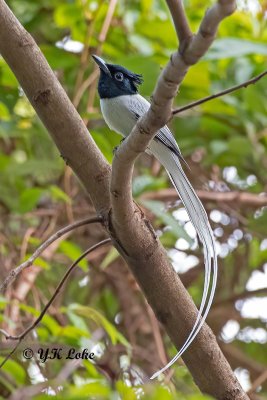 Asian Paradise Flycatcher, Male (White Morph). Terpsipbone paradisei. 