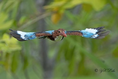 White-throated Kingfisher (Halcyon smymensis)