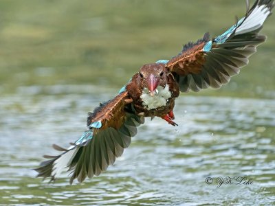 White-throated Kingfisher (Halcyon smymensis)