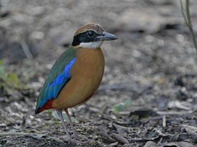 Mangrove Pitta (Pitta Megarthynecha)