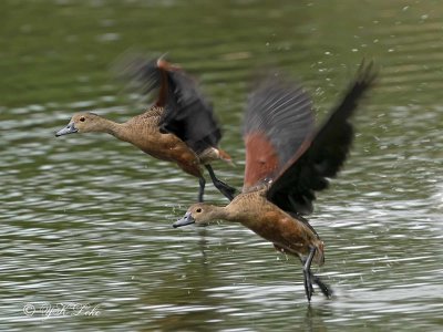 Lesser Whistling Duck (Dendrocygna javanica)