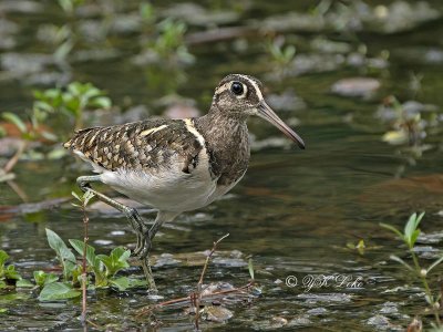 Greater Painted Snipe, Male (Rostratula benghaensis)