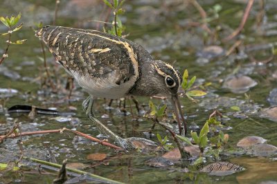 Greated Painted Snipe, Male (Rostratula benghaensis)