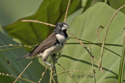 Magpie Manikin or Magpie Munia (Lonchura fringilloides)