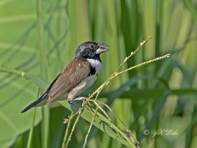 Magpie Manikin or Magpie Munia (Lonchura fringilloides)