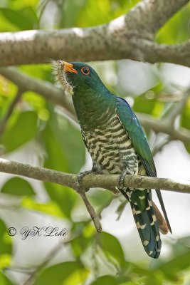 Asian Emerald Cuckoo, Male (Chrysococcyx maculatus)