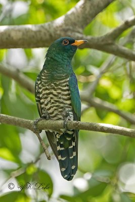 Asian Emerald Cuckoo, Male (Chrysococcyx maculatus)