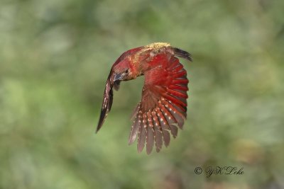 Banded Woodpecker, Chrysophlegma miniaceum